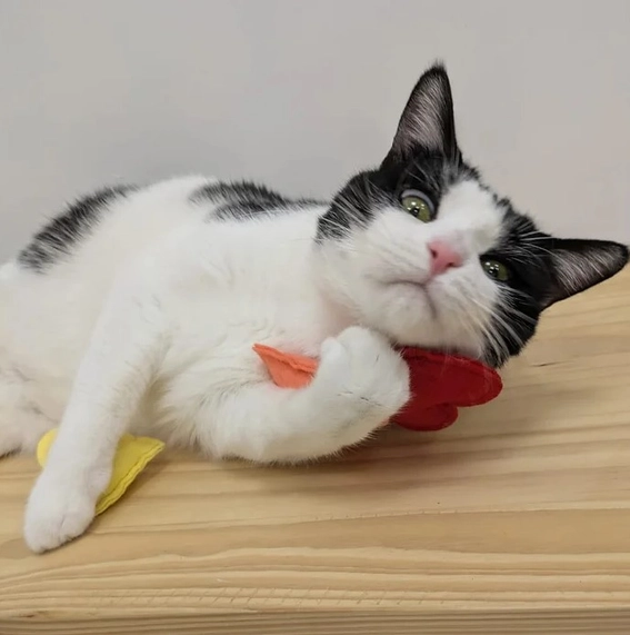 Herbe à Chat - Fantôme Bleu – Image 2